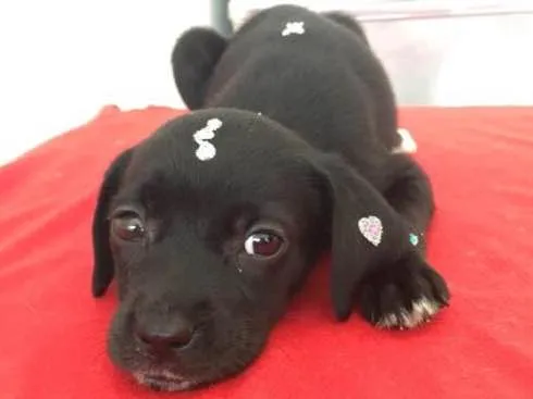 Cachorro ra a SRD idade 2 a 6 meses nome Jade 