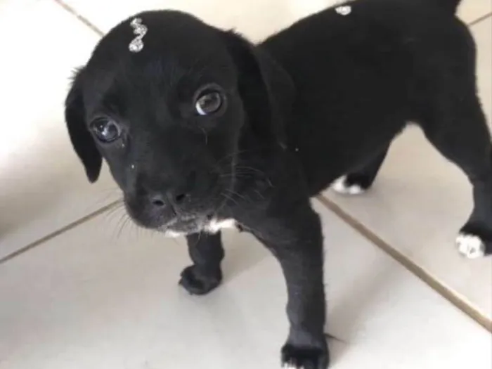 Cachorro ra a SRD idade 2 a 6 meses nome Jade 