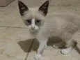 Gato
