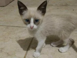 Gato raça Vira Lata idade 2 a 6 meses nome Gato