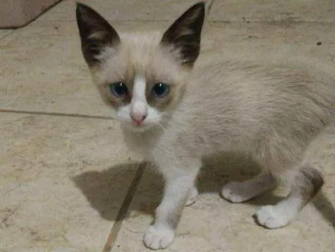 Gato ra a Vira Lata idade 2 a 6 meses nome Gato