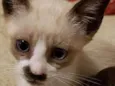Gato