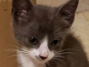 Gato raça Vira Lata idade 2 a 6 meses nome Gato