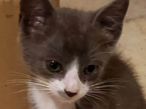 Gato ra a Vira Lata idade 2 a 6 meses nome Gato