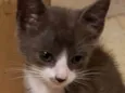 Gato