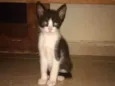 Gato 1