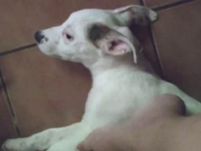 Cachorro ra a Vira lata idade 2 a 6 meses nome Tevez e Donna