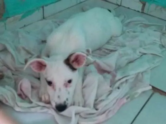 Cachorro ra a Vira lata idade 2 a 6 meses nome Tevez e Donna