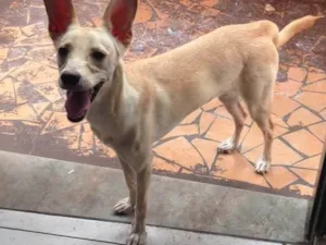 Cachorro raça Srd idade 2 a 6 meses nome Bella