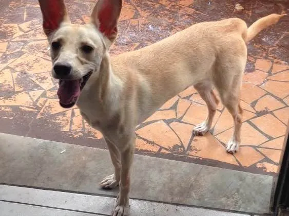 Cachorro ra a Srd idade 2 a 6 meses nome Bella