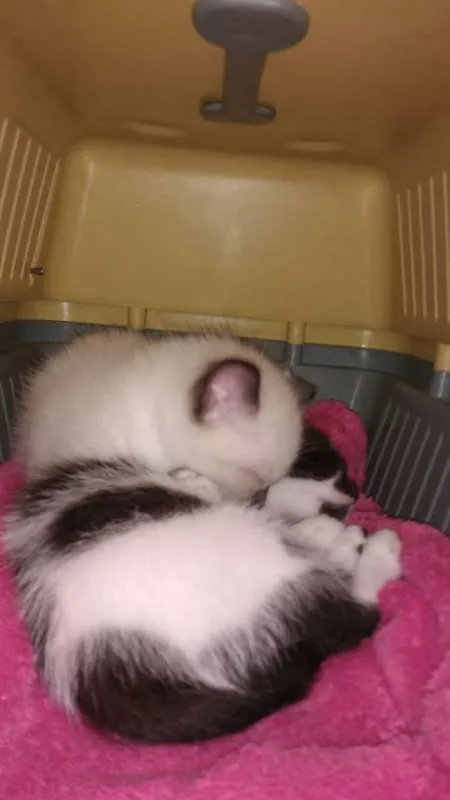 Gato ra a SRD idade Abaixo de 2 meses nome Toddy