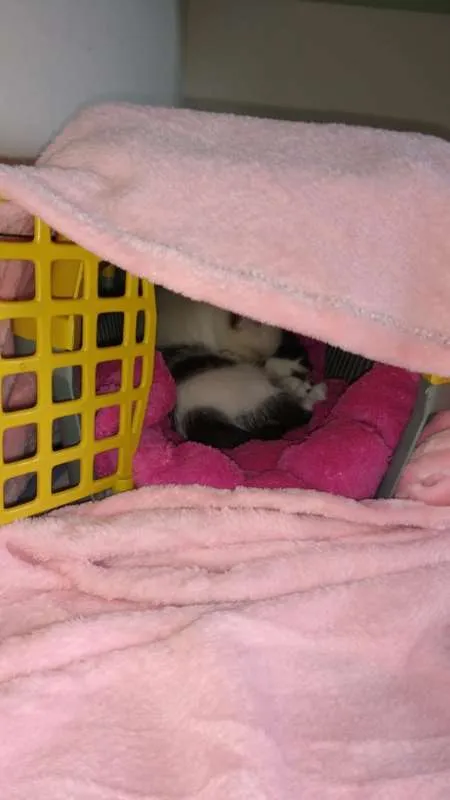 Gato ra a SRD idade Abaixo de 2 meses nome Toddy