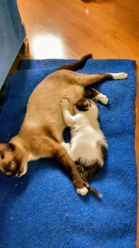 Gato ra a SRD idade Abaixo de 2 meses nome Toddy