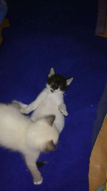 Gato ra a SRD idade Abaixo de 2 meses nome Toddy