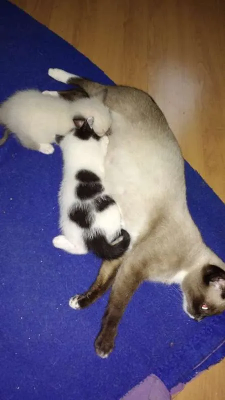 Gato ra a SRD idade Abaixo de 2 meses nome Toddy