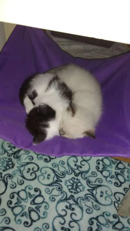 Gato ra a SRD idade Abaixo de 2 meses nome Toddy