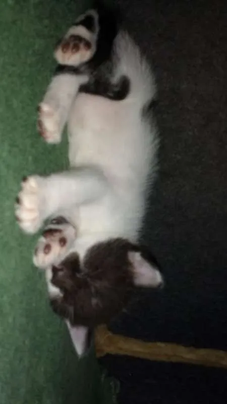Gato ra a SRD idade Abaixo de 2 meses nome Toddy