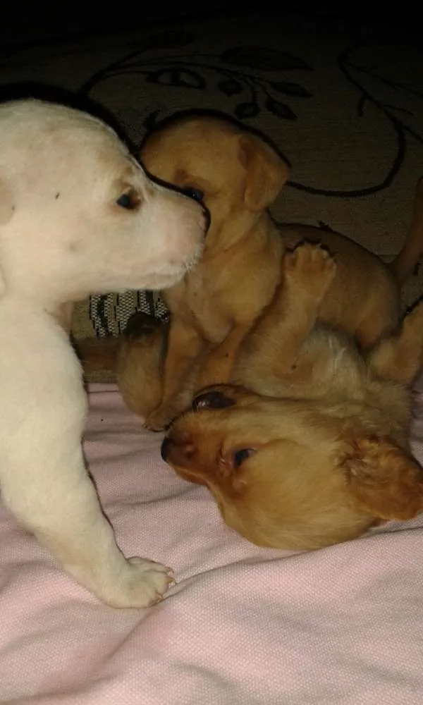 Cachorro ra a Srd sem raça definida idade 2 a 6 meses nome Sem nome