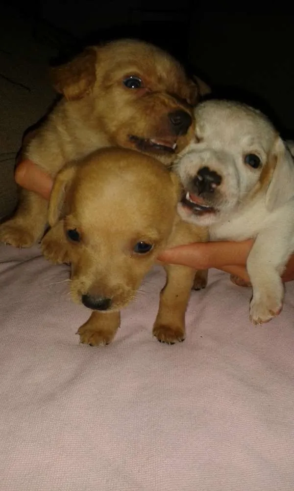 Cachorro ra a Srd sem raça definida idade 2 a 6 meses nome Sem nome