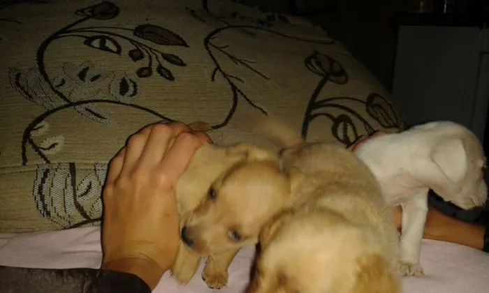 Cachorro ra a Srd sem raça definida idade 2 a 6 meses nome Sem nome