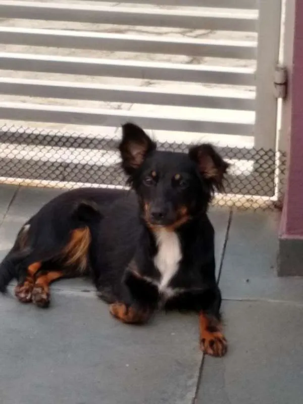 Cachorro ra a SRD idade 7 a 11 meses nome Canela