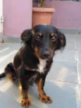 Canela