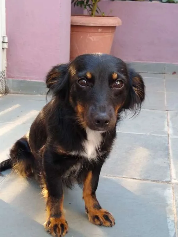 Cachorro ra a SRD idade 7 a 11 meses nome Canela