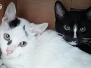 Gato raça SRD idade 7 a 11 meses nome Sem nome