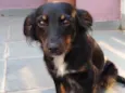 Canela