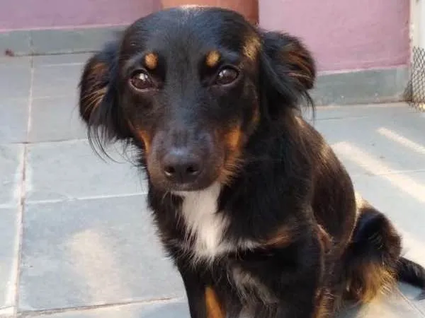 Cachorro ra a SRD idade 7 a 11 meses nome Canela