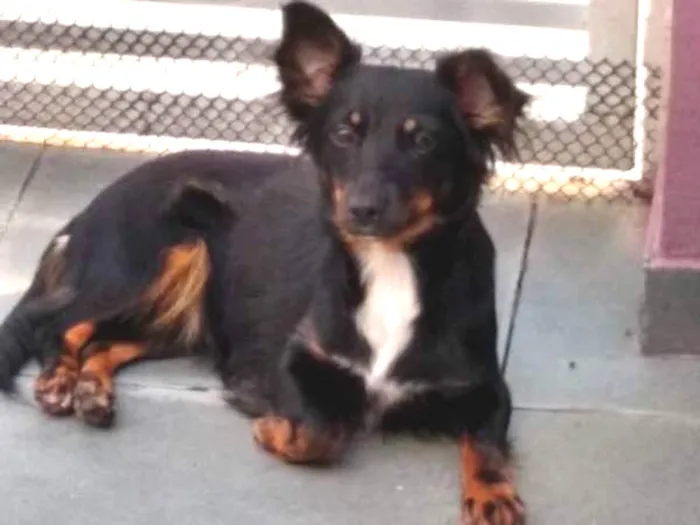 Cachorro ra a SRD idade 7 a 11 meses nome Canela