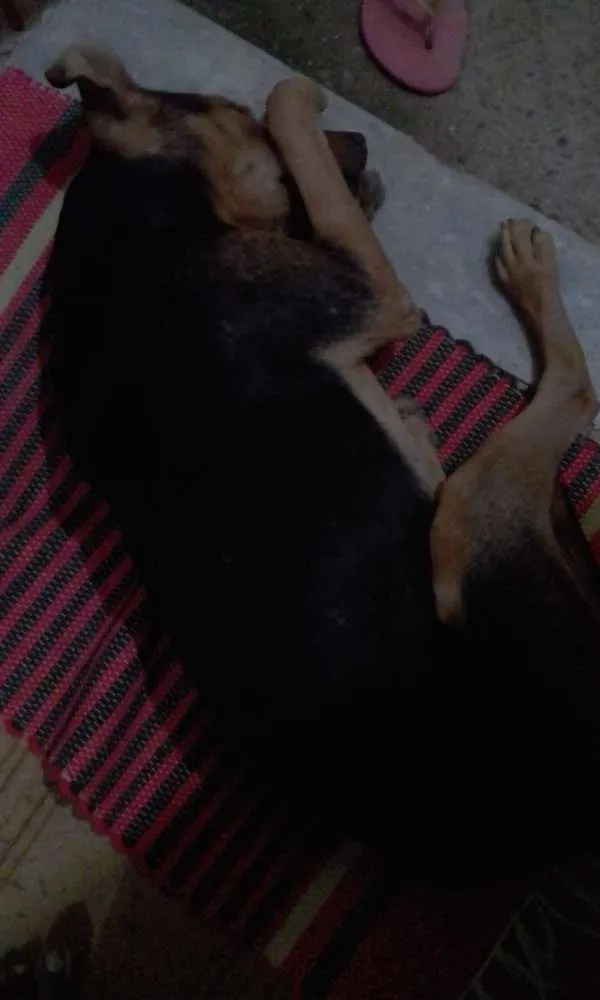 Cachorro ra a Mistico idade 1 ano nome Tom