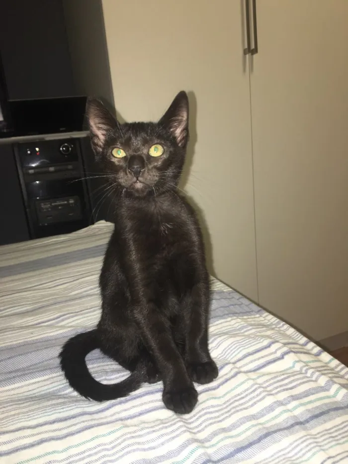 Gato ra a SRD idade 2 a 6 meses nome Sem nome