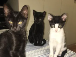 Gato raça SRD idade 2 a 6 meses nome Sem nome