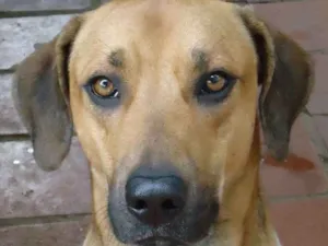 Cachorro raça SRD idade 6 ou mais anos nome Pluto