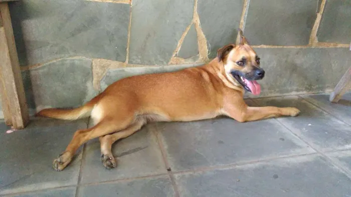 Cachorro ra a Srd idade 1 ano nome Marmita