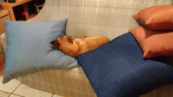 Cachorro ra a Srd idade 1 ano nome Marmita