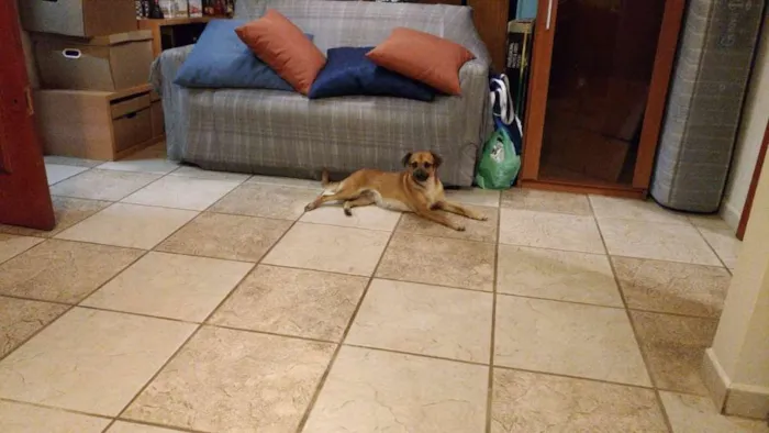 Cachorro ra a Srd idade 1 ano nome Marmita