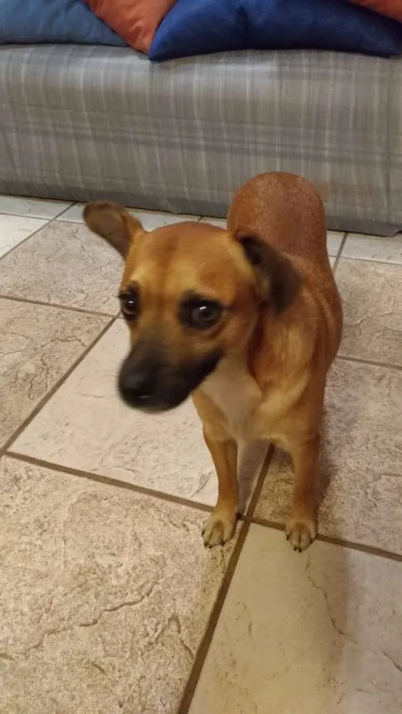 Cachorro ra a Srd idade 1 ano nome Marmita