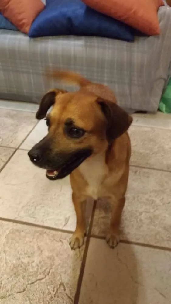 Cachorro ra a Srd idade 1 ano nome Marmita