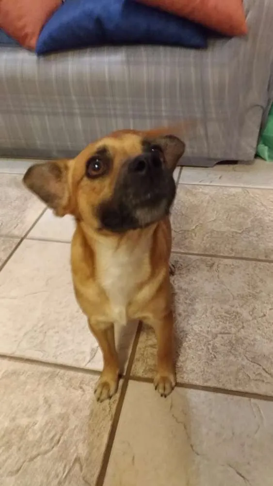 Cachorro ra a Srd idade 1 ano nome Marmita