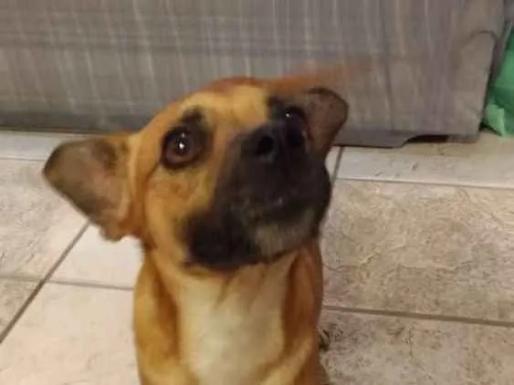 Cachorro ra a Srd idade 1 ano nome Marmita
