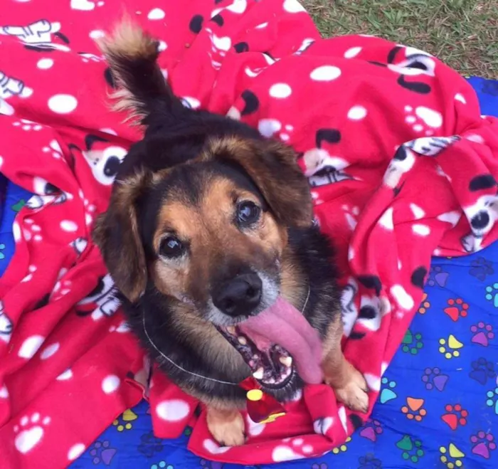 Cachorro ra a SRD idade 6 ou mais anos nome LUPPY