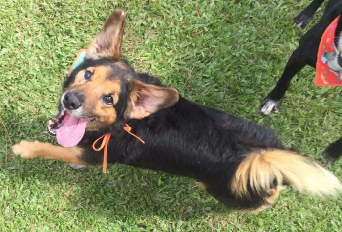 Cachorro ra a SRD idade 6 ou mais anos nome LUPPY