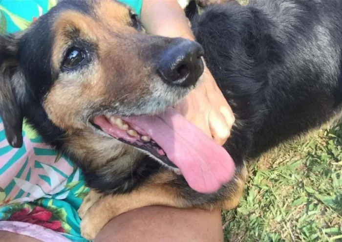 Cachorro ra a SRD idade 6 ou mais anos nome LUPPY