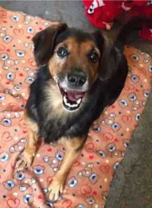 Cachorro raça SRD idade 6 ou mais anos nome LUPPY