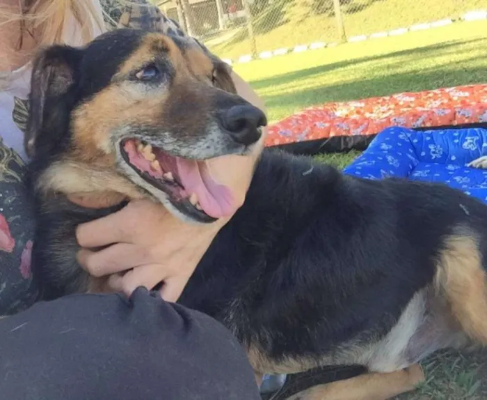 Cachorro ra a SRD idade 6 ou mais anos nome LUPPY