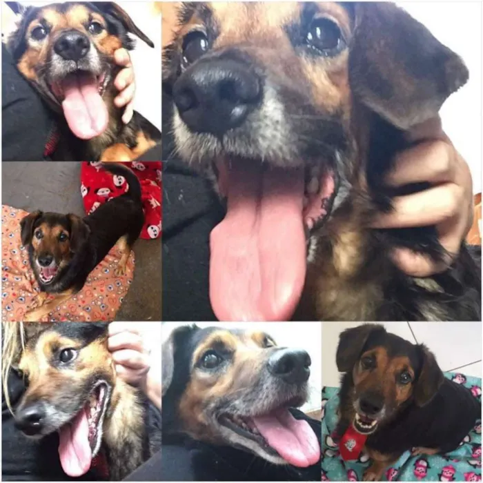 Cachorro ra a SRD idade 6 ou mais anos nome LUPPY