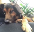 LUPPY