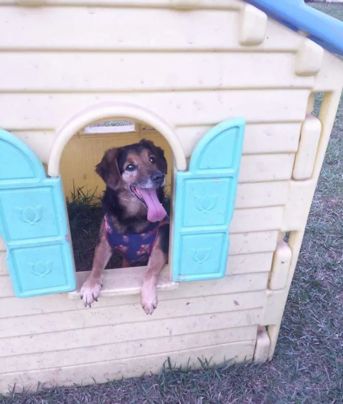 Cachorro ra a SRD idade 6 ou mais anos nome LUPPY